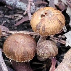 zz agaric (stem; gills not white/cream) at Stromlo, ACT - 2 Jul 2022