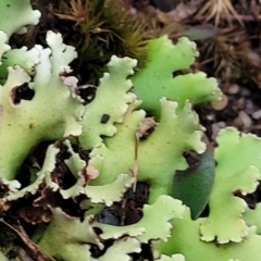 Heterodea sp. at Stromlo, ACT - 2 Jul 2022