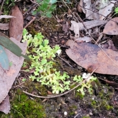 Heterodea sp. at Stromlo, ACT - 2 Jul 2022