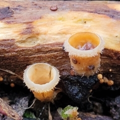 Nidula niveotomentosa (A birds-nest fungus) at Stromlo, ACT - 2 Jul 2022 by trevorpreston