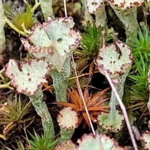 Cladonia sp. (genus) at Stromlo, ACT - 2 Jul 2022 04:23 PM