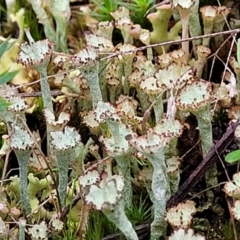 Cladonia sp. (genus) at Stromlo, ACT - 2 Jul 2022 04:23 PM