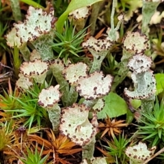 Cladonia sp. (genus) at Stromlo, ACT - 2 Jul 2022 04:23 PM