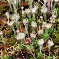 Cladonia sp. (genus) at Stromlo, ACT - 2 Jul 2022 04:23 PM