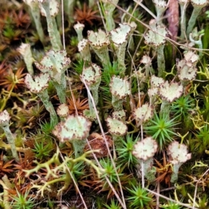 Cladonia sp. (genus) at Stromlo, ACT - 2 Jul 2022 04:23 PM