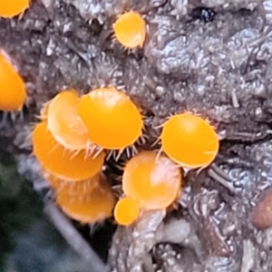 Cheilymenia spp. at Stromlo, ACT - 2 Jul 2022