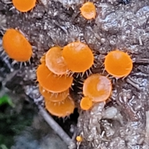 Cheilymenia spp. at Stromlo, ACT - 2 Jul 2022