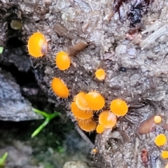 Cheilymenia spp. at Stromlo, ACT - 2 Jul 2022