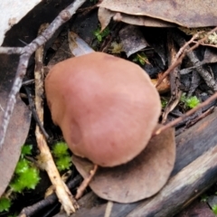 zz agaric (stem; gills not white/cream) at Stromlo, ACT - 2 Jul 2022 by trevorpreston