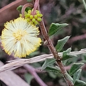 Acacia gunnii at Stromlo, ACT - 2 Jul 2022