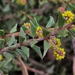 Acacia gunnii at Stromlo, ACT - 2 Jul 2022