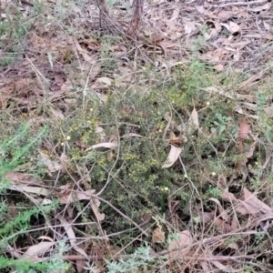 Acacia gunnii at Stromlo, ACT - 2 Jul 2022