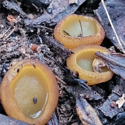 Aleurina ferruginea (Fleshy Cup Fungus) at Stromlo, ACT - 2 Jul 2022 by trevorpreston