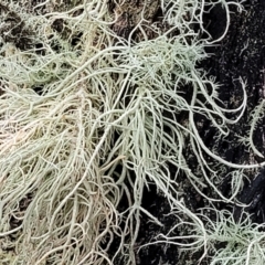 Usnea sp. (genus) at Stromlo, ACT - 2 Jul 2022