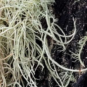 Usnea sp. (genus) at Stromlo, ACT - 2 Jul 2022