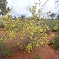 Micromyrtus flaviflora (Yellow Heath Myrtle) at Petermann, NT - 7 Oct 2010 by jks