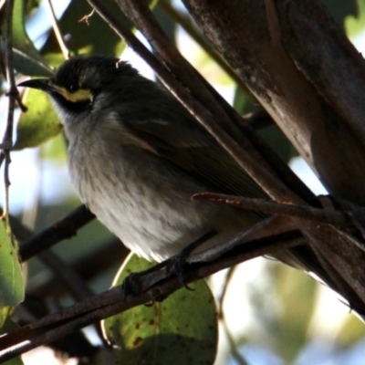 Caligavis chrysops (Yellow-faced Honeyeater) at Springdale Heights, NSW - 2 Jul 2022 by PaulF