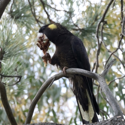 Zanda funerea (Yellow-tailed Black-Cockatoo) at Dalton, NSW - 30 Jun 2022 by jb2602