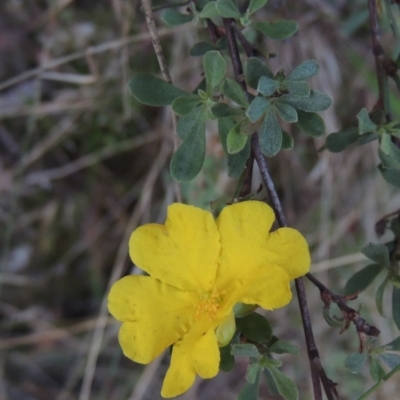 Hibbertia obtusifolia (Grey Guinea-flower) at Paddys River, ACT - 13 Feb 2022 by michaelb