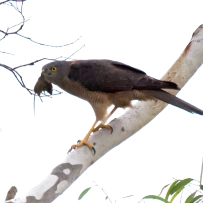 Tachyspiza fasciata (Brown Goshawk) at Jerrawa, NSW - 30 Jun 2022 by jb2602