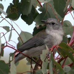 Colluricincla harmonica (Grey Shrikethrush) at Bellmount Forest, NSW - 30 Jun 2022 by jb2602