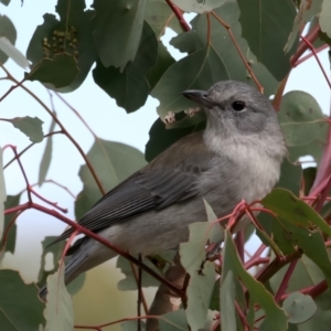 Colluricincla harmonica at Bellmount Forest, NSW - 30 Jun 2022 11:21 AM