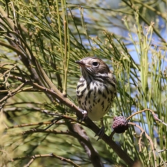 Pyrrholaemus sagittatus (Speckled Warbler) at Pialligo, ACT - 7 Oct 2021 by jb2602