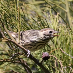 Pyrrholaemus sagittatus at Pialligo, ACT - 7 Oct 2021