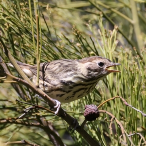 Pyrrholaemus sagittatus at Pialligo, ACT - 7 Oct 2021