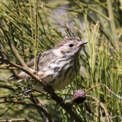 Pyrrholaemus sagittatus at Pialligo, ACT - 7 Oct 2021