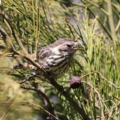 Pyrrholaemus sagittatus at Pialligo, ACT - 7 Oct 2021