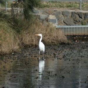 Ardea alba at Gungahlin, ACT - 3 Jul 2022