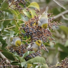 Zosterops lateralis at Calwell, ACT - 2 Jul 2022