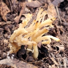 Clavulina sp. (A coral fungus) at Umbagong District Park - 3 Jul 2022 by trevorpreston