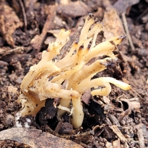 Clavulina sp. at Latham, ACT - 3 Jul 2022 01:42 PM