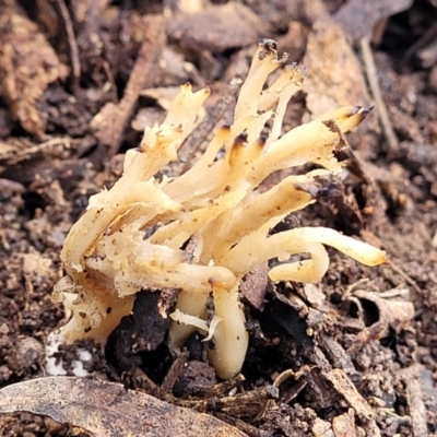 Clavulina sp. (A coral fungus) at Umbagong District Park - 3 Jul 2022 by trevorpreston