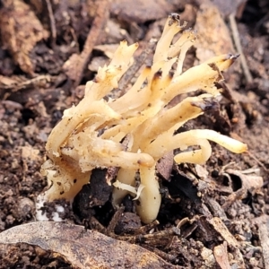 Clavulina sp. at Latham, ACT - 3 Jul 2022 01:42 PM