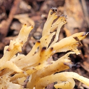 Clavulina sp. at Latham, ACT - 3 Jul 2022 01:42 PM