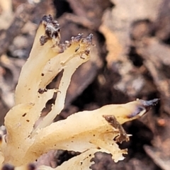 Clavulina sp. at Latham, ACT - 3 Jul 2022 01:42 PM