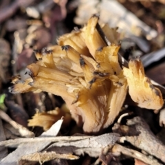 Clavulina sp. (A coral fungus) at Umbagong District Park - 3 Jul 2022 by trevorpreston