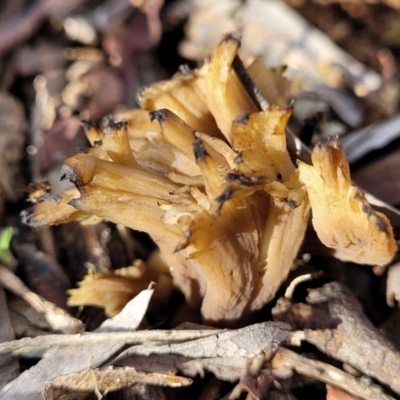 Clavulina sp. (A coral fungus) at Latham, ACT - 3 Jul 2022 by trevorpreston