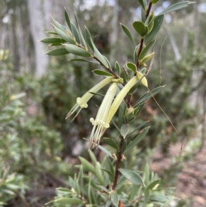 Styphelia triflora at Karabar, NSW - 3 Jul 2022 02:57 PM