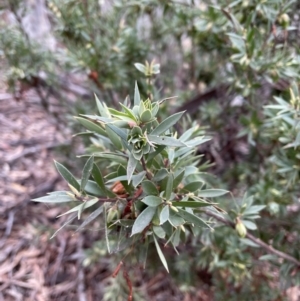 Styphelia triflora at Karabar, NSW - 3 Jul 2022 02:57 PM