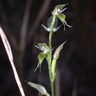 Acianthus fornicatus (Pixie-caps) at Myola, NSW - 29 Jun 2022 by AnneG1