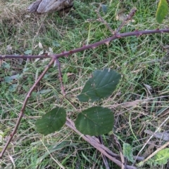 Rubus anglocandicans (Blackberry) at O'Connor, ACT - 3 Jul 2022 by WalterEgo