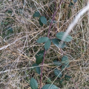 Rubus anglocandicans at O'Connor, ACT - 3 Jul 2022