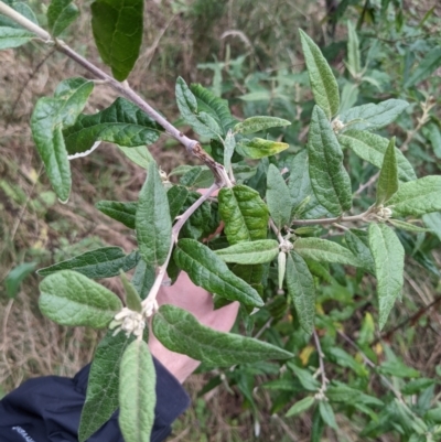 Olearia lirata (Snowy Daisybush) at Ainslie, ACT - 3 Jul 2022 by WalterEgo