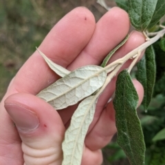 Olearia lirata at Ainslie, ACT - 3 Jul 2022 02:56 PM