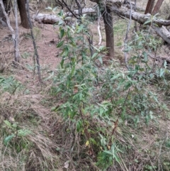 Olearia lirata at Ainslie, ACT - 3 Jul 2022