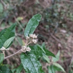 Olearia lirata at Ainslie, ACT - 3 Jul 2022